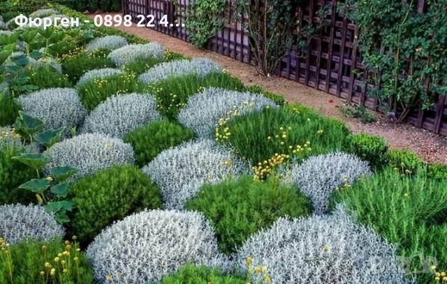 Сантолина Сребриста  , снимка 4 - Разсади - 40690515