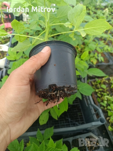 Ягоди и малини, снимка 4 - Разсади - 52070916