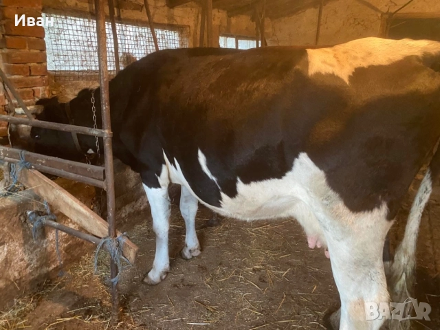 Бремена крава в 7 месец за трето теле , снимка 2 - Крави - 52381840