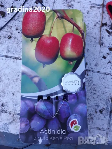 Червено киви - Налични 4 сорта Студоустойчиви, снимка 7 - Разсади - 49381590