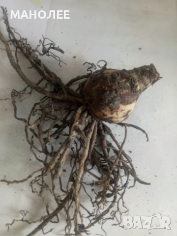 🌺🌺🌺Хипеаструм-2цвята🪷🪷🪷🪷, снимка 3 - Стайни растения - 52998169