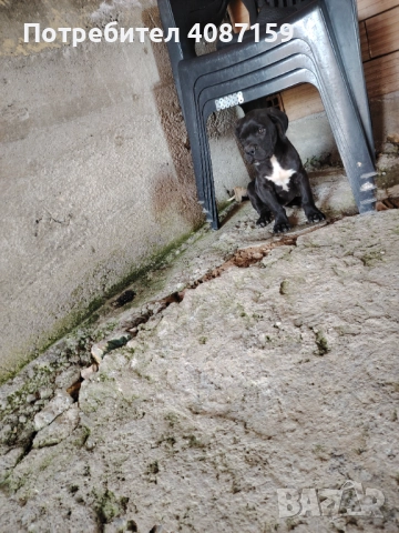 Кане корсо Чисто кръвни 1мъшко на 2 меситца , снимка 1