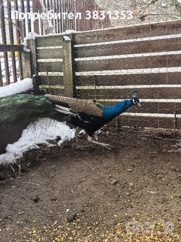 Семейство индийски пауни, снимка 2 - други­ - 53238734