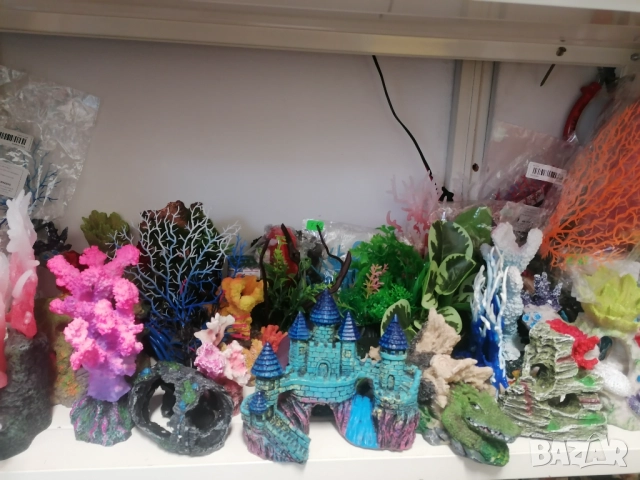 Продавам водни растения за аквариум, снимка 17 - Аквариуми - 52682599