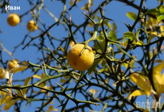 Див лимон (Poncirus trifoliata), снимка 3 - Разсади - 33037314