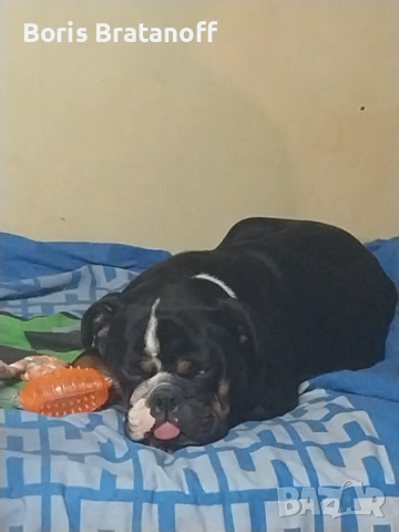 продавам породист женски английски булдог (трицветен - рядък цвят)