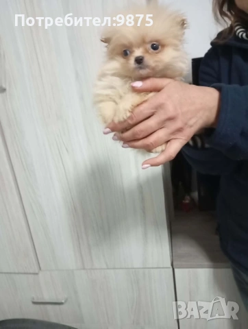 Продавам померан