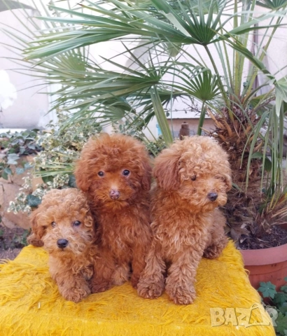 Той Пудел Мини Пудел, снимка 3 - Пудели - 52642530