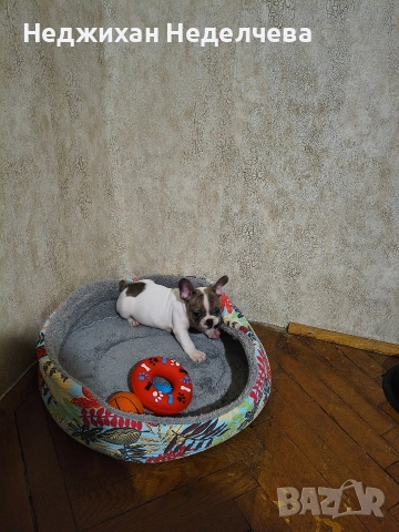 Frenski boldog, снимка 3 - Френски булдог - 52820979