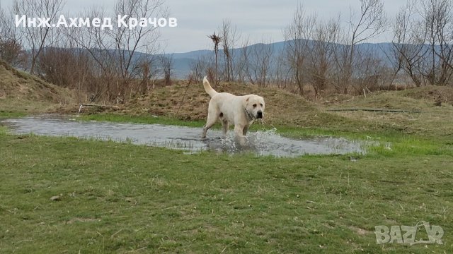 Алабай за разплод, снимка 6 - Алабай - 34957358