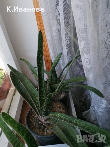 Цветя, снимка 7 - Декорация за дома - 32877351