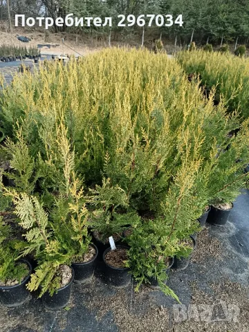 лейланди 70 см до 80 см 10 лв брой , снимка 3 - Градински цветя и растения - 48129340