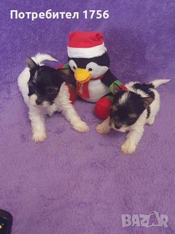 Бивер йорк, мини джудженца., снимка 2 - Йоркширски териер - 52821857