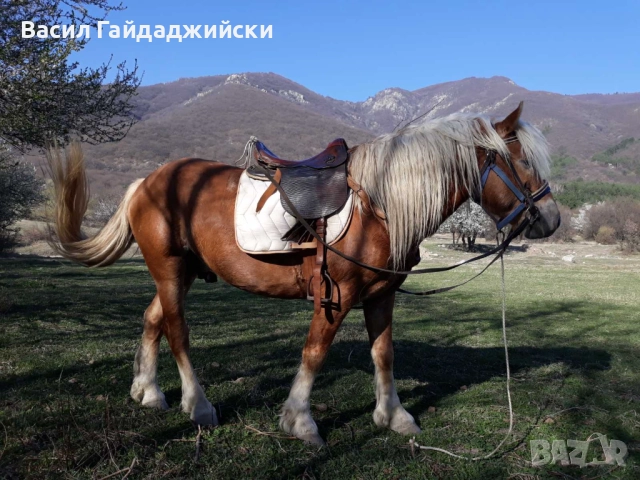 Продавам две  седла, снимка 6 - Други стоки за животни - 52914856