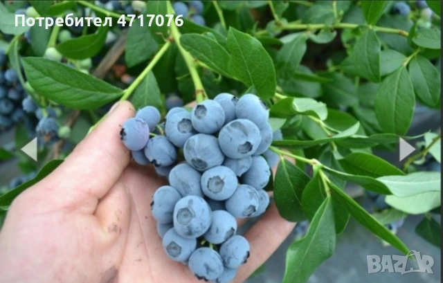 американска боровинка сорт Ню Хановер в контейнер , снимка 2 - Разсади - 53202159