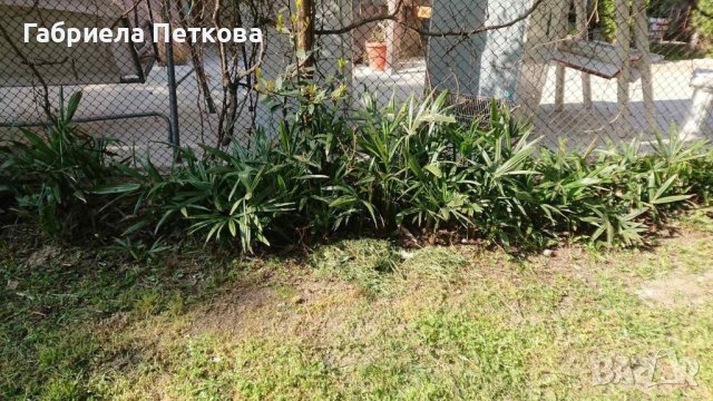 Семена от палми Трахикарпус, снимка 3 - Сортови семена и луковици - 44113006