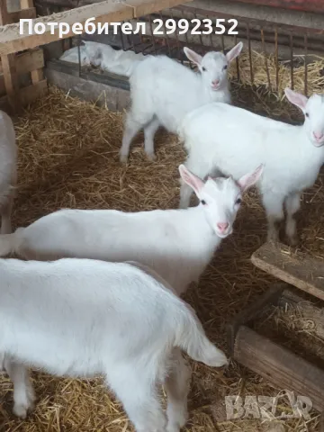 Saanski jenski qreta chistakravni sas sertifikat za poroda , снимка 8 - Кози - 49261553