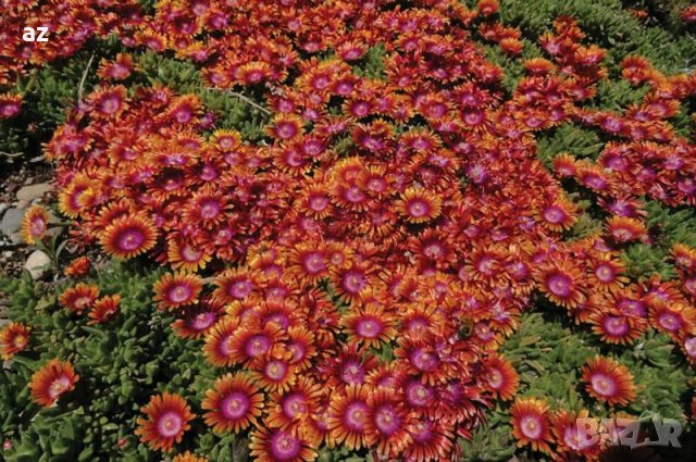 Делосперма, снимка 2 - Градински цветя и растения - 26452073