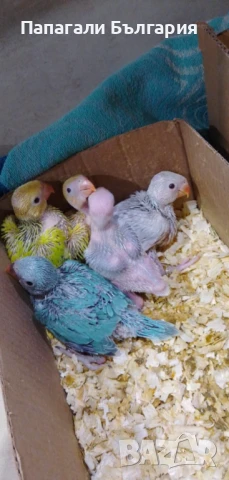 Промо Александри 200 за брой, снимка 2 - Папагали - 50712108