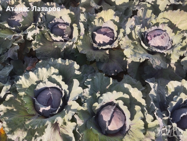 Продавам ЧЕРВЕНО ЗЕЛЕ на едро., снимка 5 - Разсади - 52816551