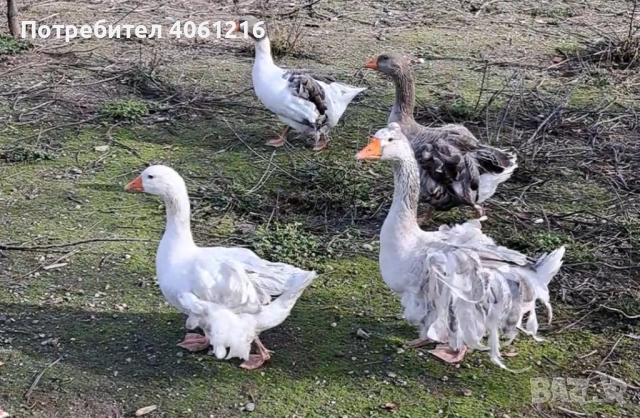 Къдрави гъски , снимка 2 - Патици и гъски - 52627779