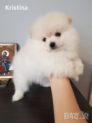 Померани померан померанчета, снимка 6 - Померан - 43700714