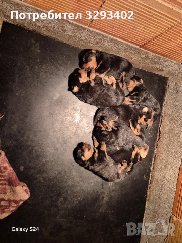 ротвайлер, снимка 2 - Ротвайлер - 52488394