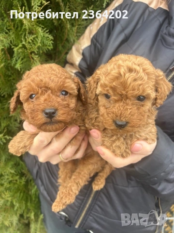 Пудел той, снимка 2 - Пудели - 53276964