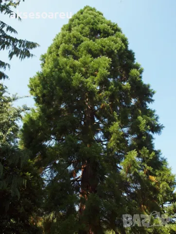 Нови качествени 15 семена от гигантска секвоя мамутово дърво sequoiadendron giganteum за декорация, снимка 14 - Сортови семена и луковици - 50223094