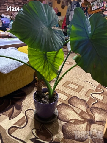 Трилистник, снимка 3 - Градински цветя и растения - 53373431