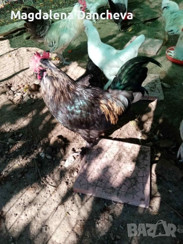 Продавам Петли Маран, снимка 6 - Кокошки и пуйки - 52322164
