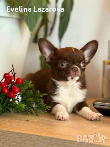 Кученца чихуахуа, снимка 3 - Чихуахуа - 52937787