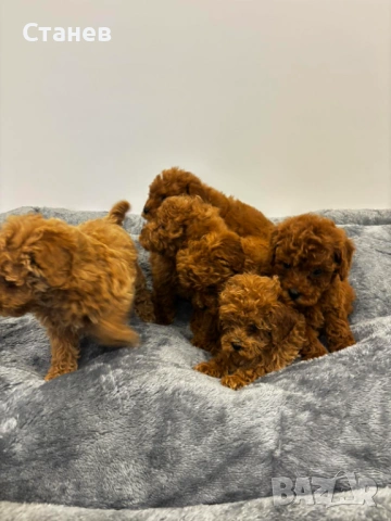 Мини Пудел / Mini Poodle, снимка 5 - Пудели - 53305362