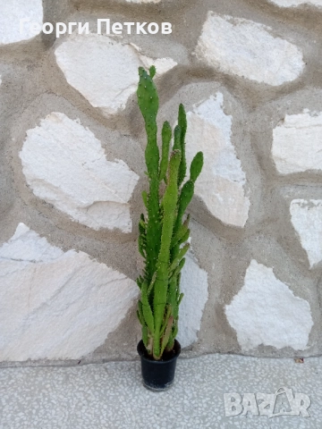 Кактуси високи около 60 см., снимка 2 - Стайни растения - 52084638