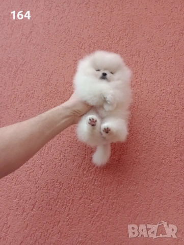Миниатюрно мини момиченце. Мини Померан. Реални снимки !, снимка 3 - Померан - 53217166