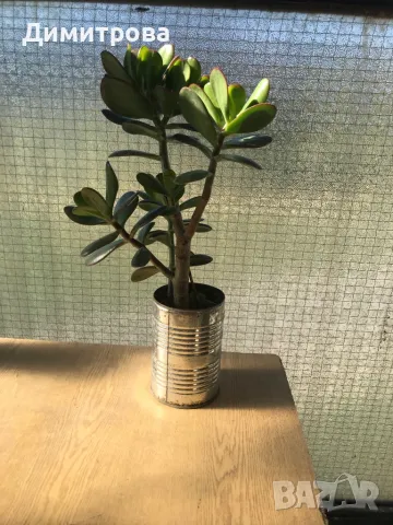 Дърво на живота /красула/, снимка 2 - Стайни растения - 11534674