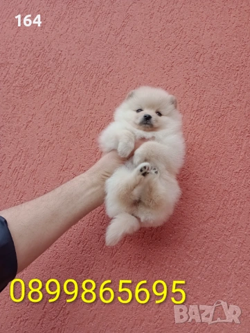 Момичета. Померани., снимка 3 - Померан - 53524180