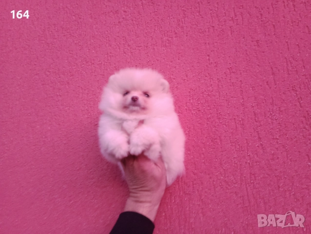 Померан. Мини момиченце., снимка 4 - Померан - 52719357