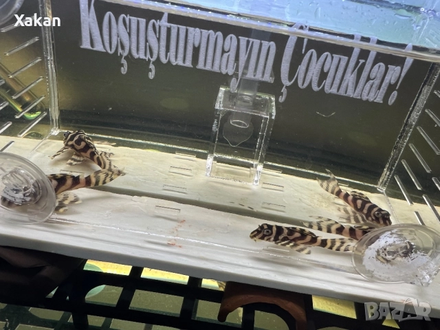 333-gold 3.5-4 см, снимка 5 - Рибки - 48769308