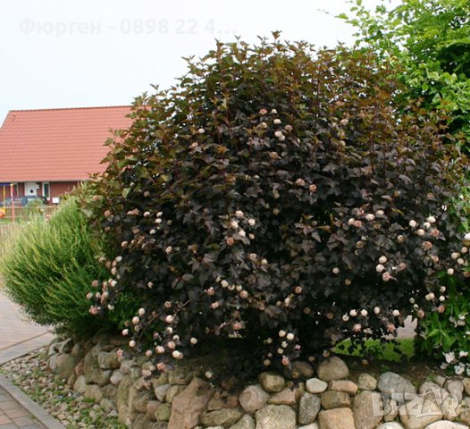 ФИЗОКАРПУС ПУРПУРЕН-Бързо ръстящ храст достигащ до 200см., снимка 3 - Градински цветя и растения - 28613757