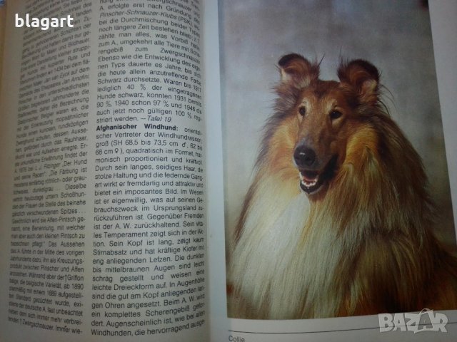 "Енциклопедия на кучето"-Германия, снимка 10 - Специализирана литература - 33458448