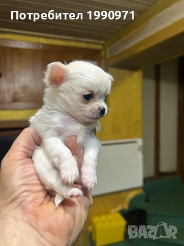 Мъжко мини чихуахуа, снимка 2 - Чихуахуа - 52889492