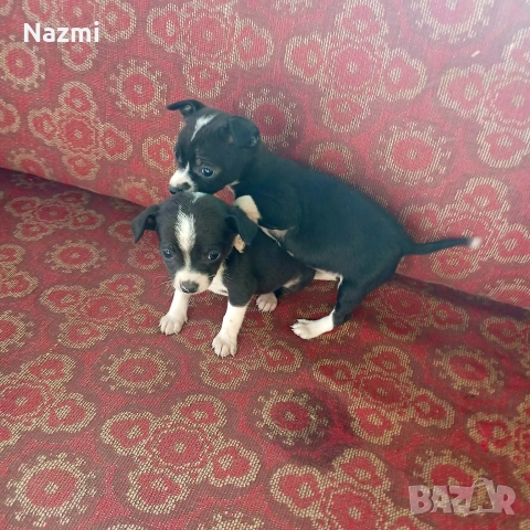 продавам пинчери , снимка 3 - Пинчер - 52777574