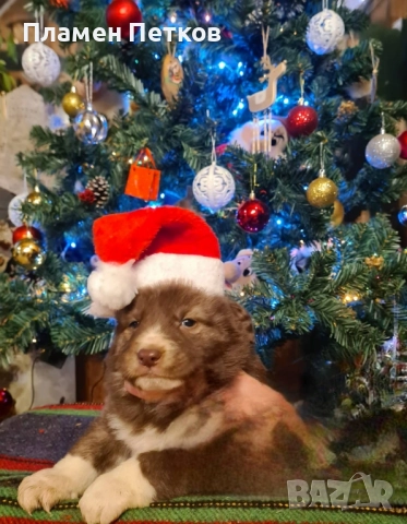 Българско овчарско куче , снимка 6 - Каракачанска овчарка - 52714244