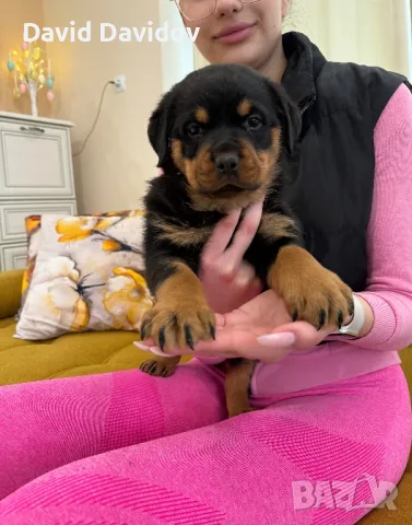 Ротвайлерчета По FCI Стандарт Ротвайлер, снимка 6 - Ротвайлер - 47602083