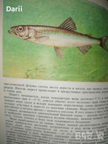 Животный мир Белоруссии: Рыбы, снимка 3 - Енциклопедии, справочници - 36738100
