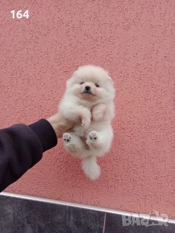 Померани. Снимки от 23.12.25 г., снимка 5 - Померан - 52876428