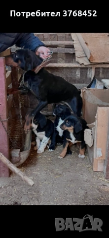 Продават се гончета