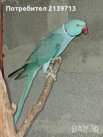 Продавам папагал Малък Александър 