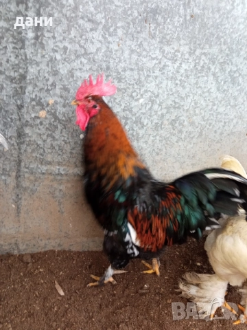 пилета и петли, снимка 8 - Кокошки и пуйки - 52837381